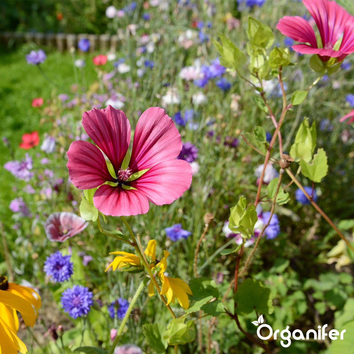 organifer_cutting_flower_mix_colour