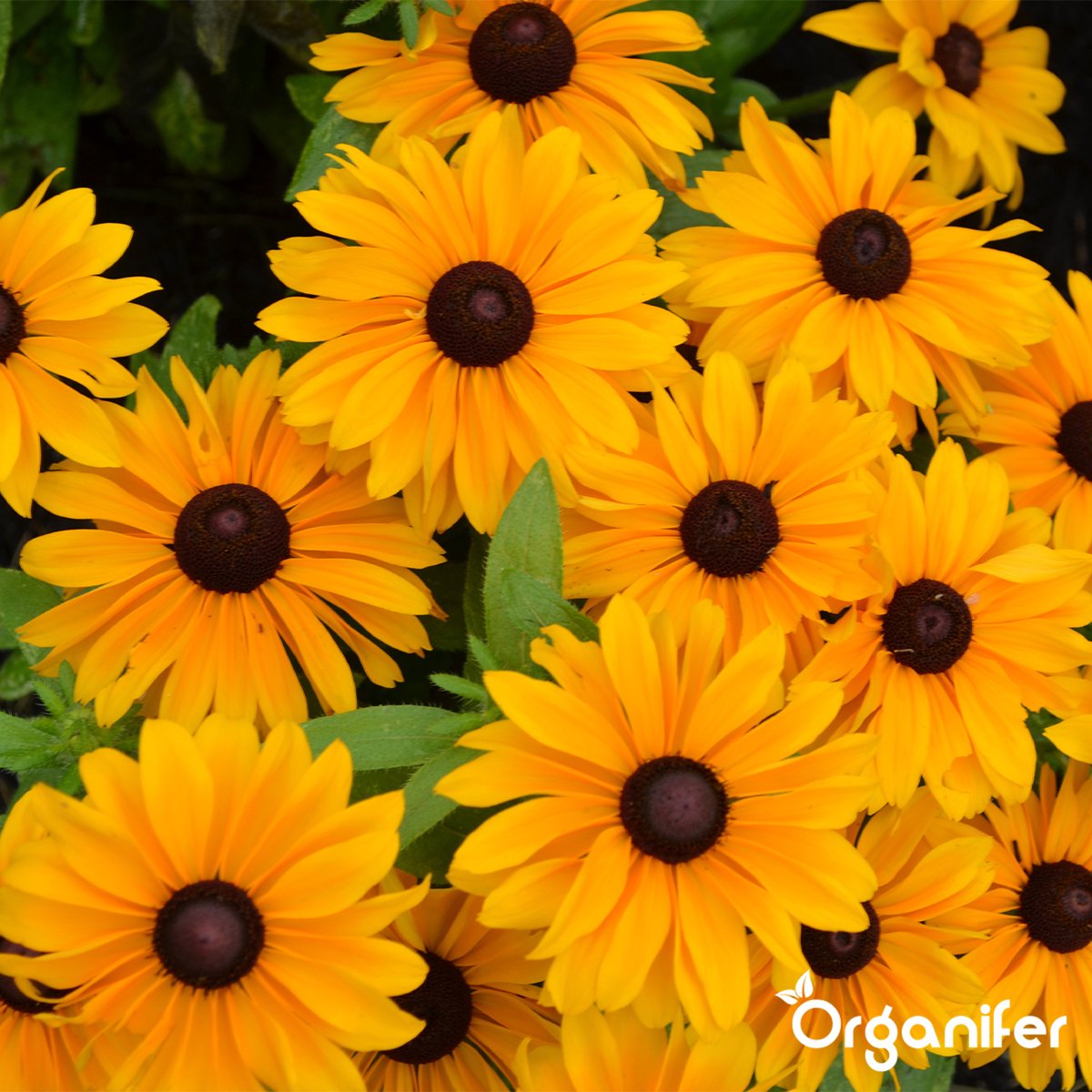 organifer_cutting_flower_mix_colour