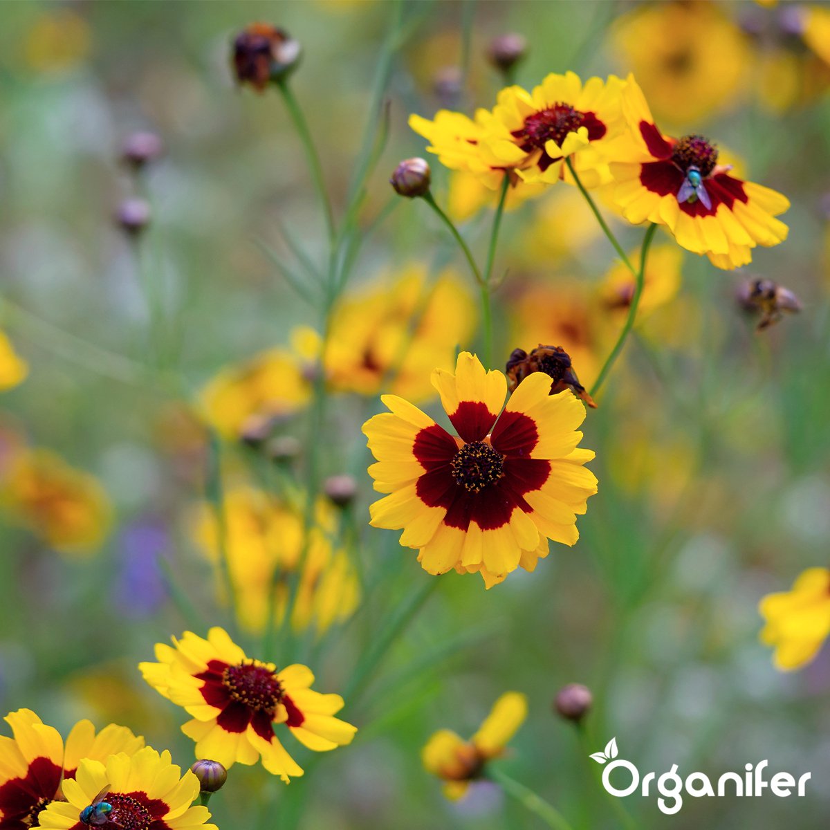 organifer_cutting_flower_mix_colour