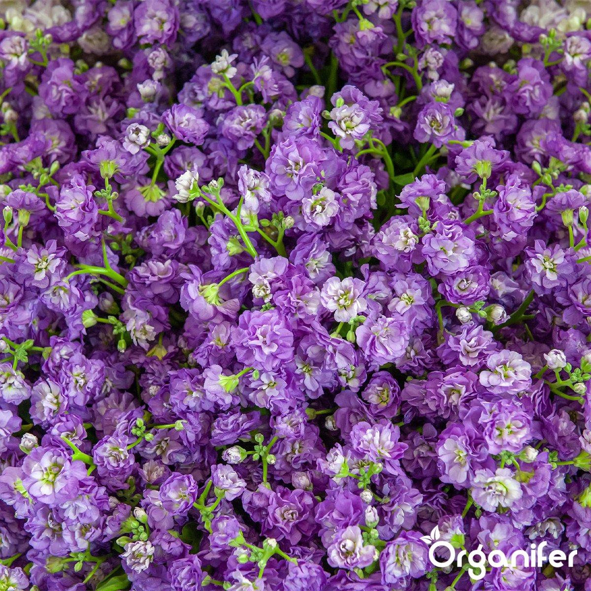 organifer_cutting_flower_mix_colour