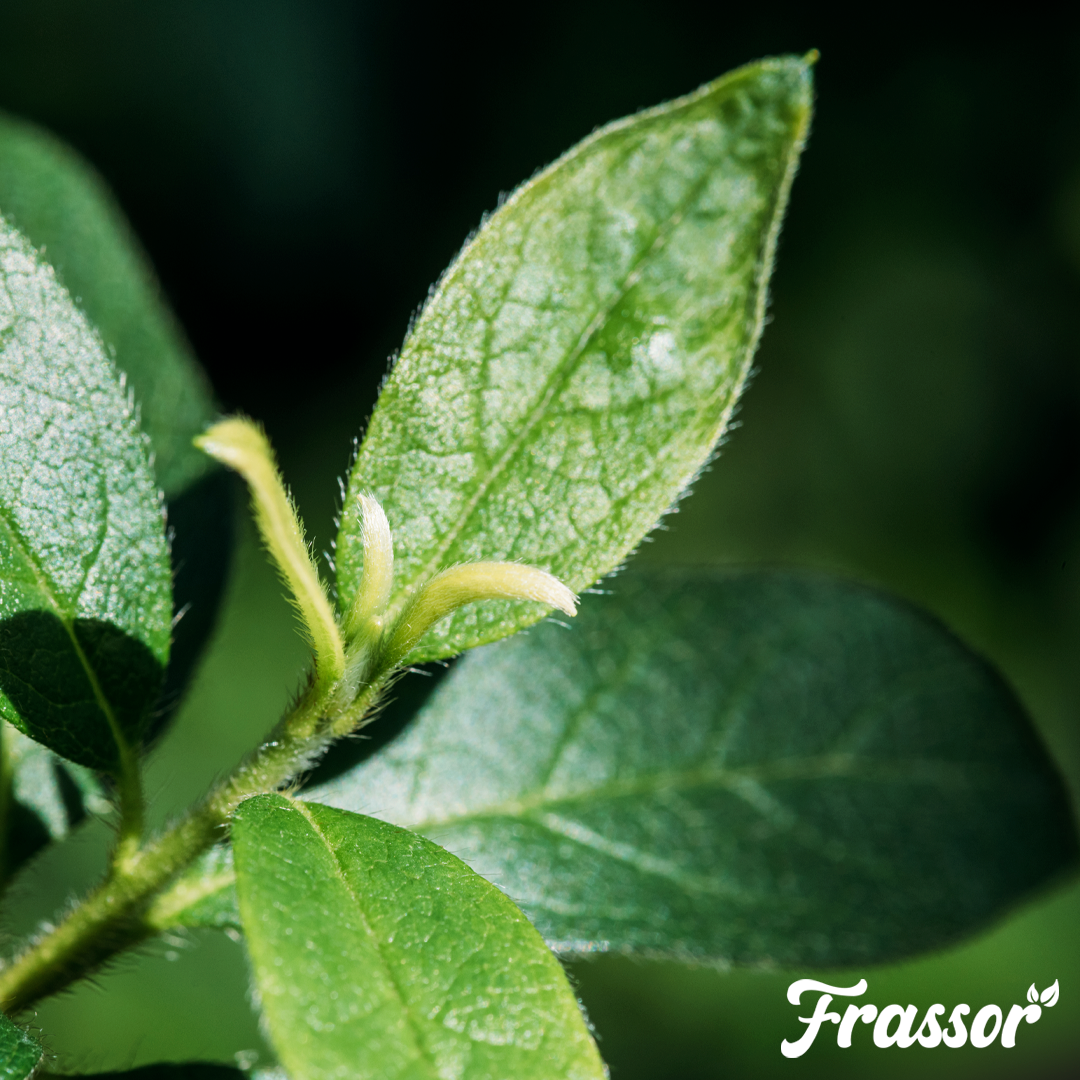 organifer_frassor-leaf_vital