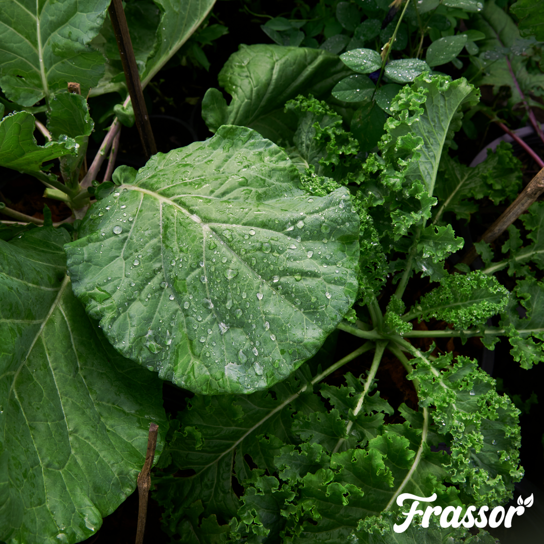 organifer_frassor-leaf_vital