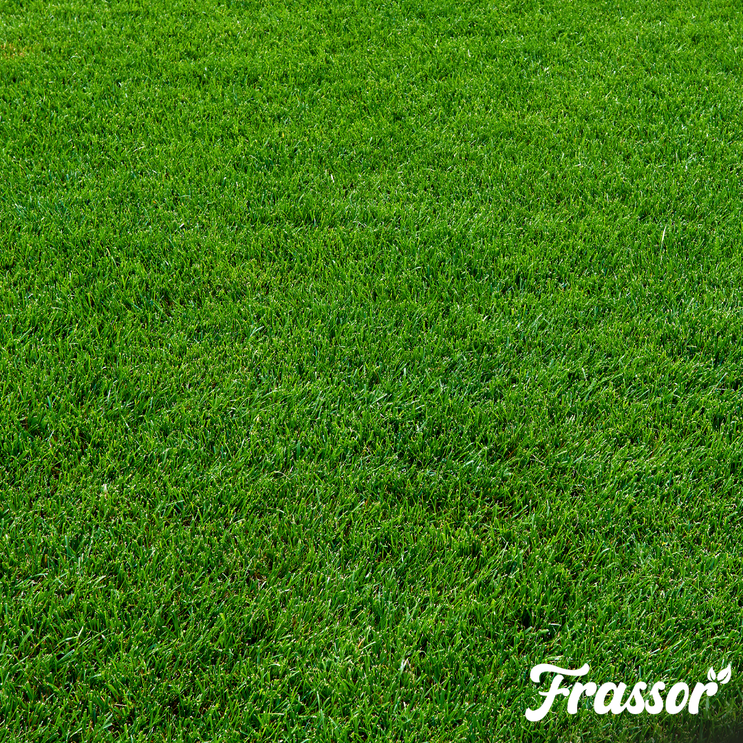 organifer_frassor_grass_vital_concentrate