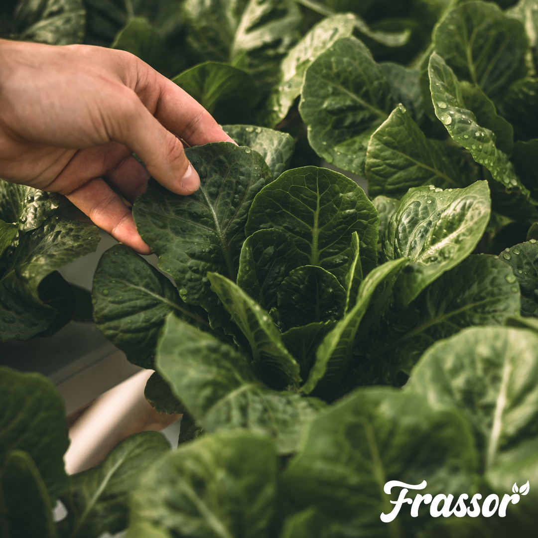 organifer_frassor_leaf_resilience-concentrate