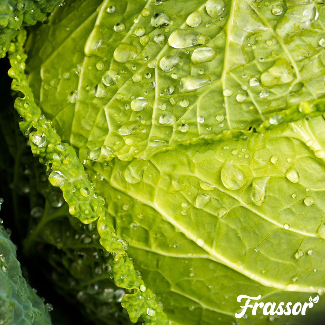 organifer_frassor_leaf_resilience-concentrate