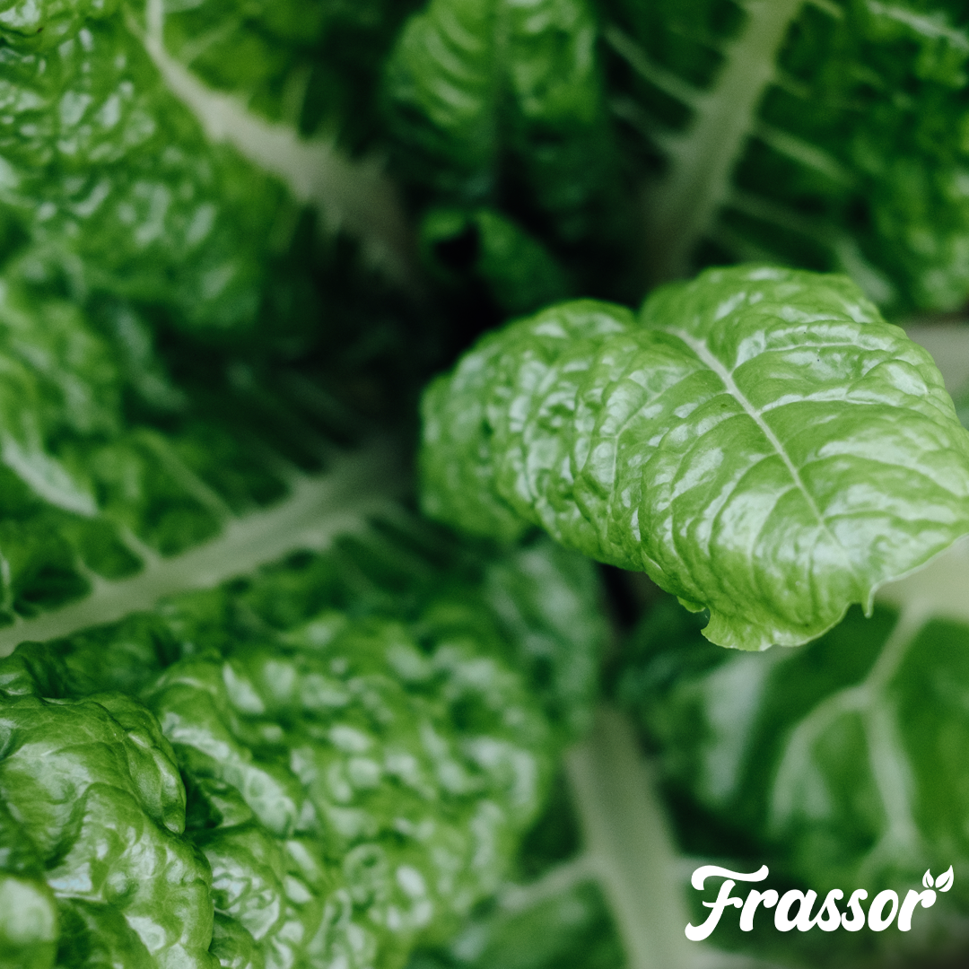 organifer_frassor_leaf_resilience-concentrate