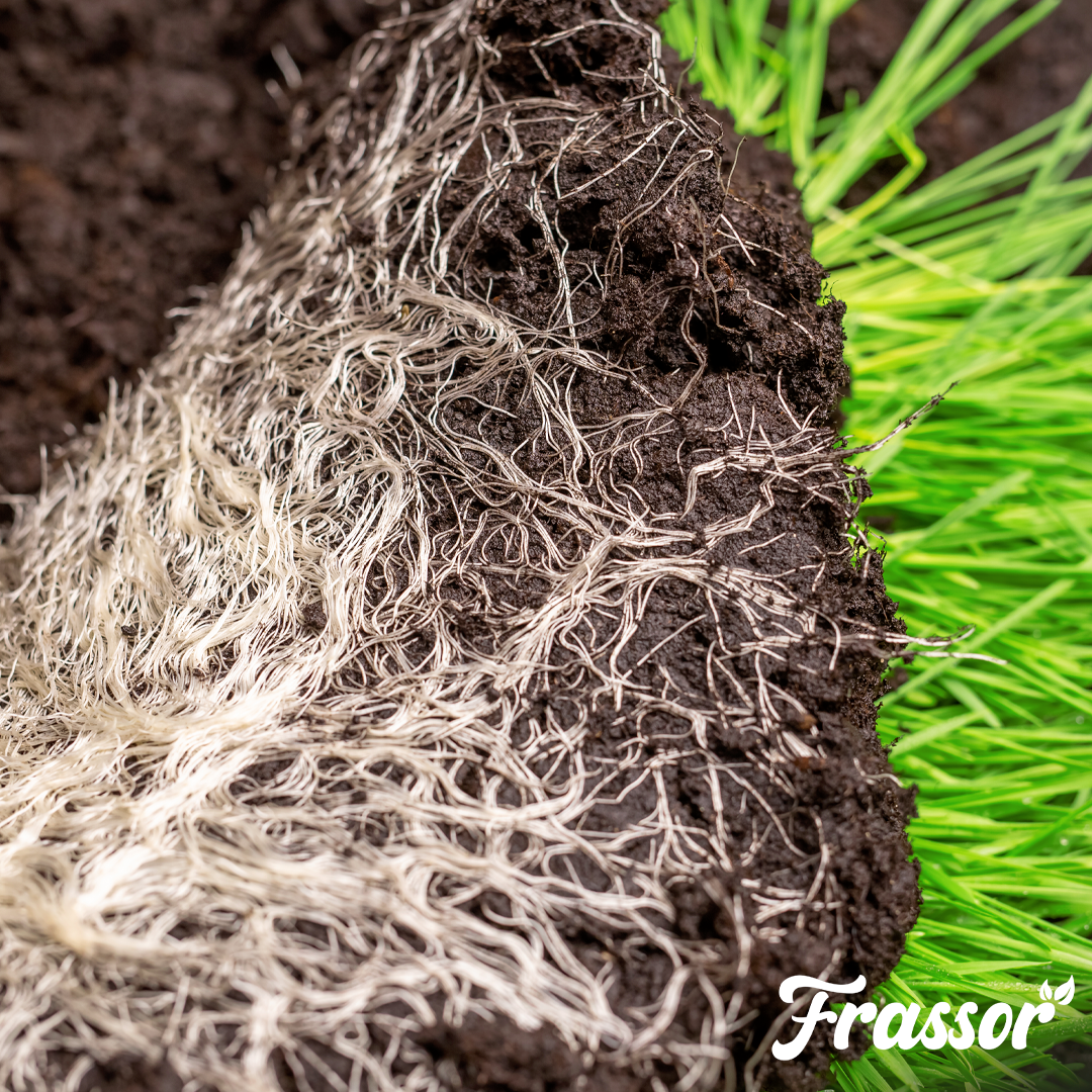 organifer_frassor_root_balance_concentrate 