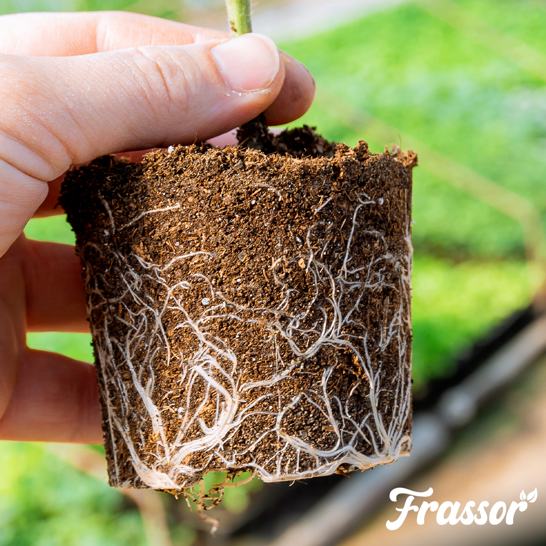 organifer_frassor_root_balance_concentrate 