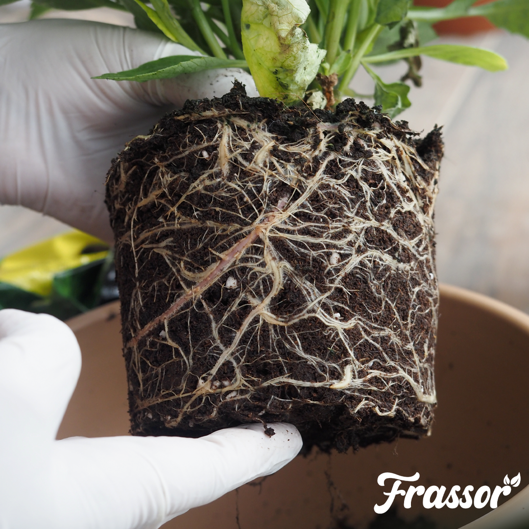 organifer_frassor_root_balance_concentrate 