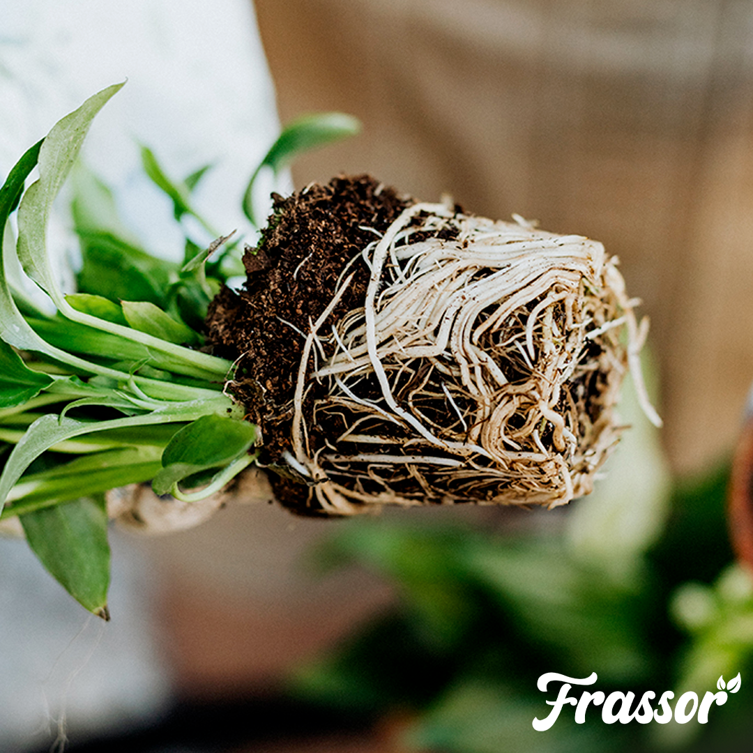 organifer_frassor_root_balance_concentrate 
