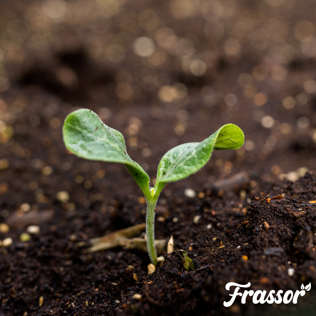 organifer_frassor_soil_resilience_concentrate