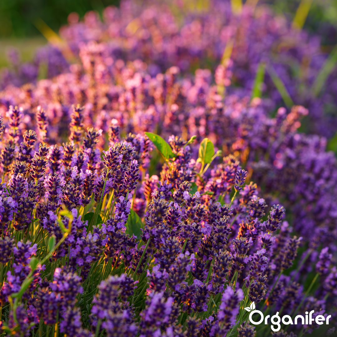 Organifer