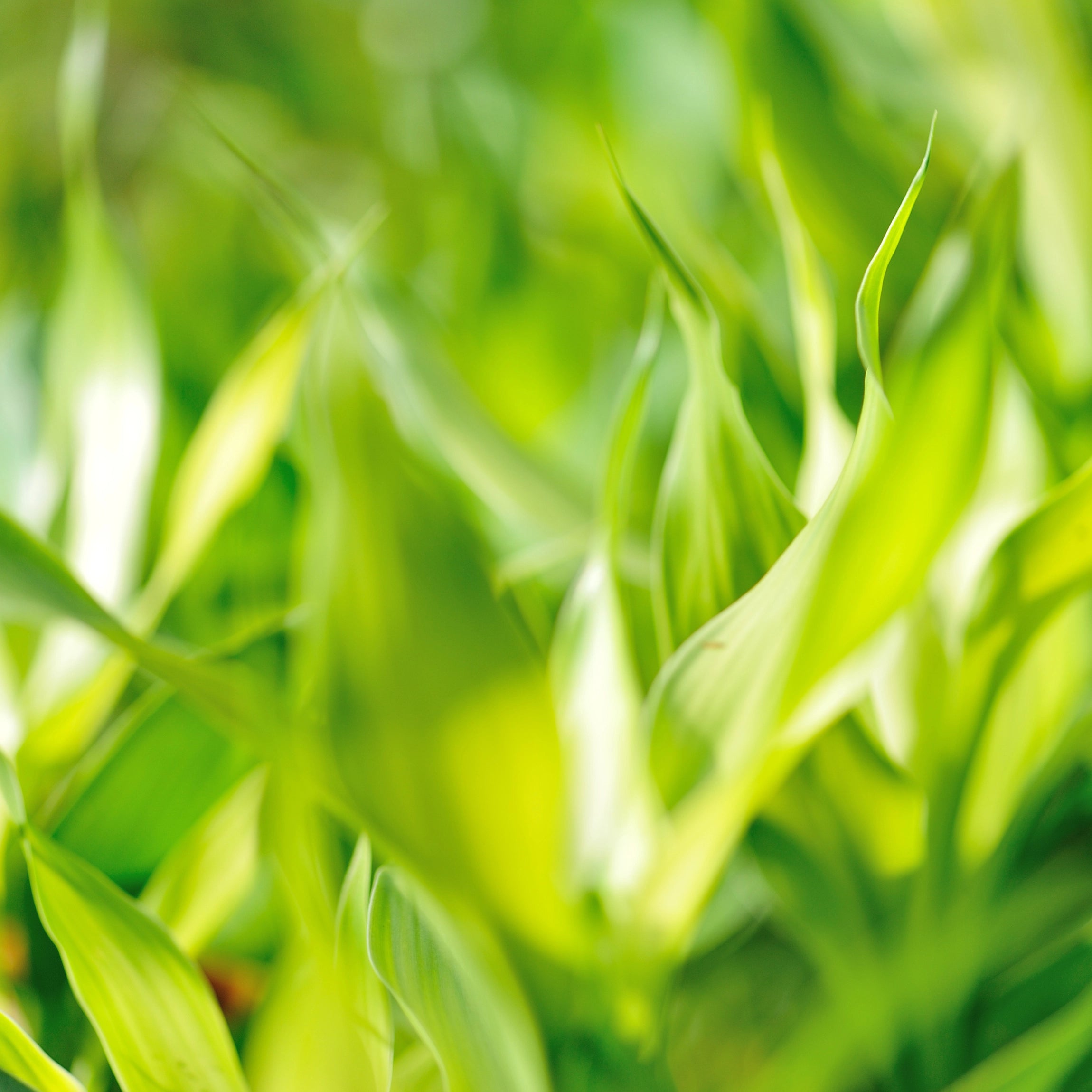 Prevents Yellowing Leaves and Weak Growth