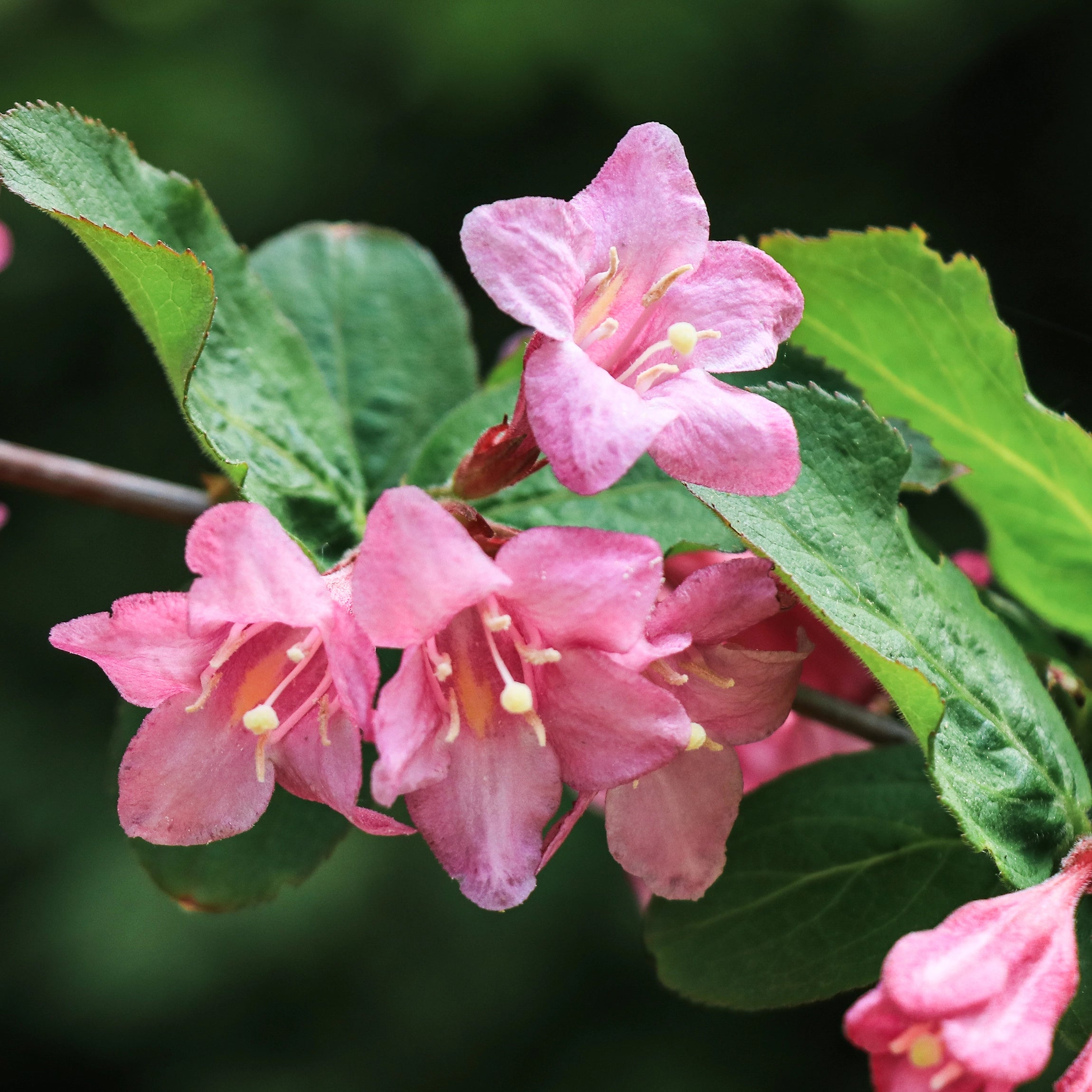 Renforce les tiges et améliore la structure des plantes