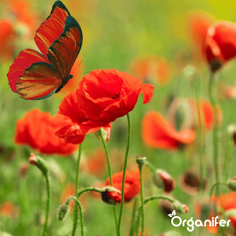 organifer_wildflower_mix_biodiversity