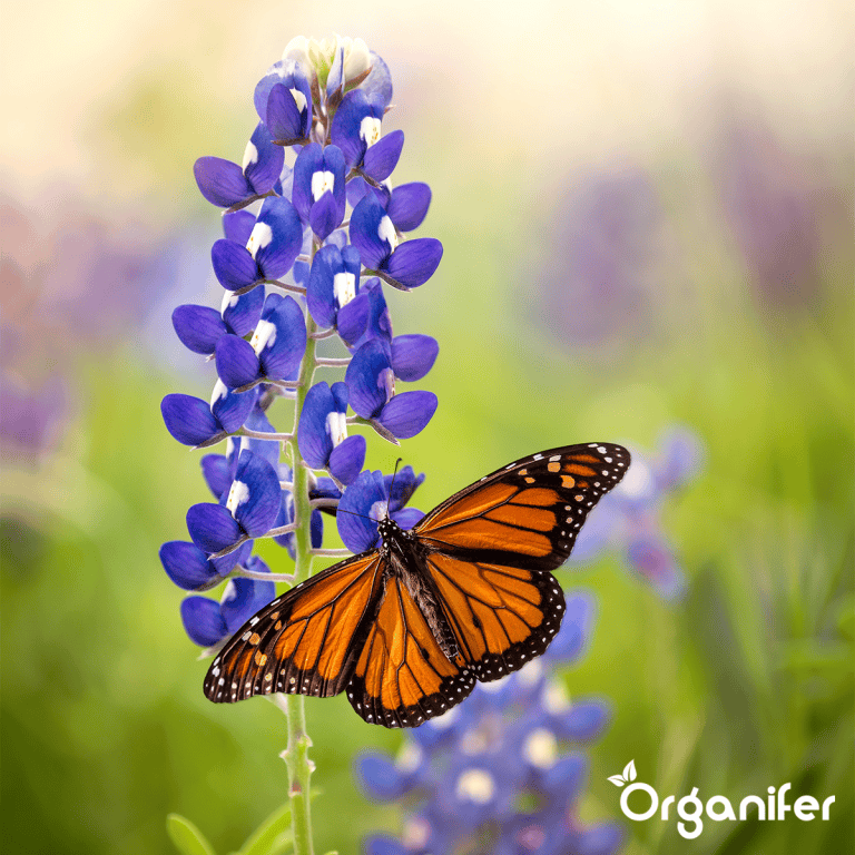 organifer_wildflower_mix_biodiversity