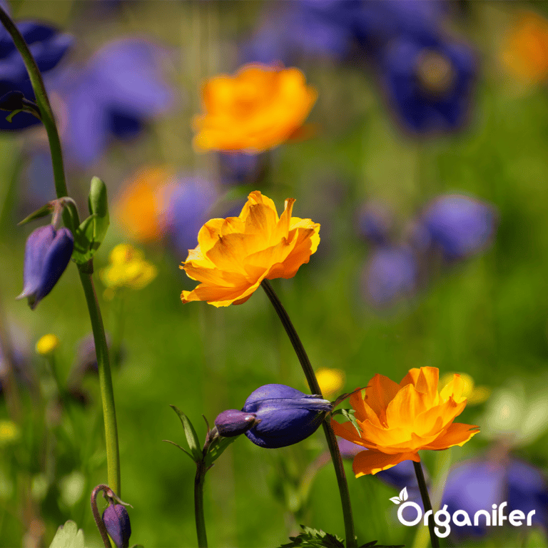organifer_wildflower_mix_biodiversity