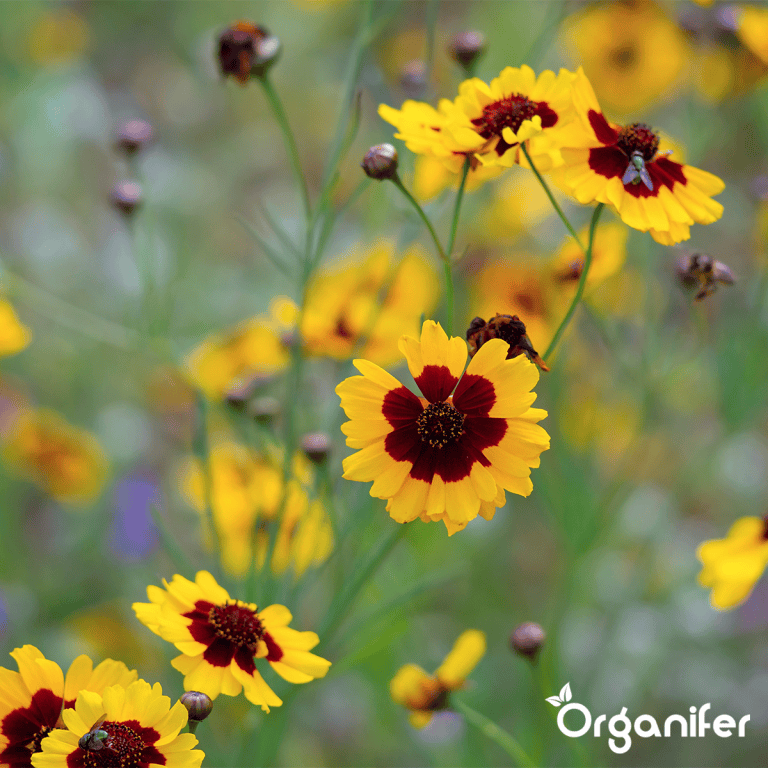 organifer_wildflower_mix_biodiversity