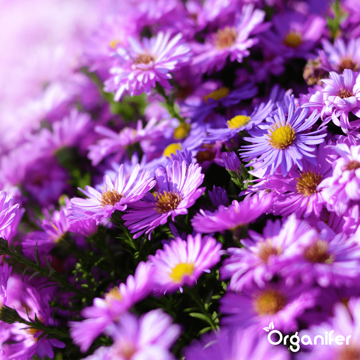 Kyllingegødning Pellets (20x = 400 kg - til 4000 m2)