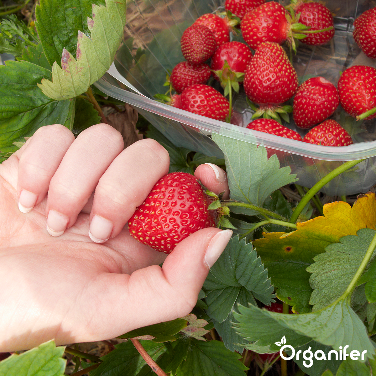 Kyllingegødning Pellets (20x = 400 kg - til 4000 m2)
