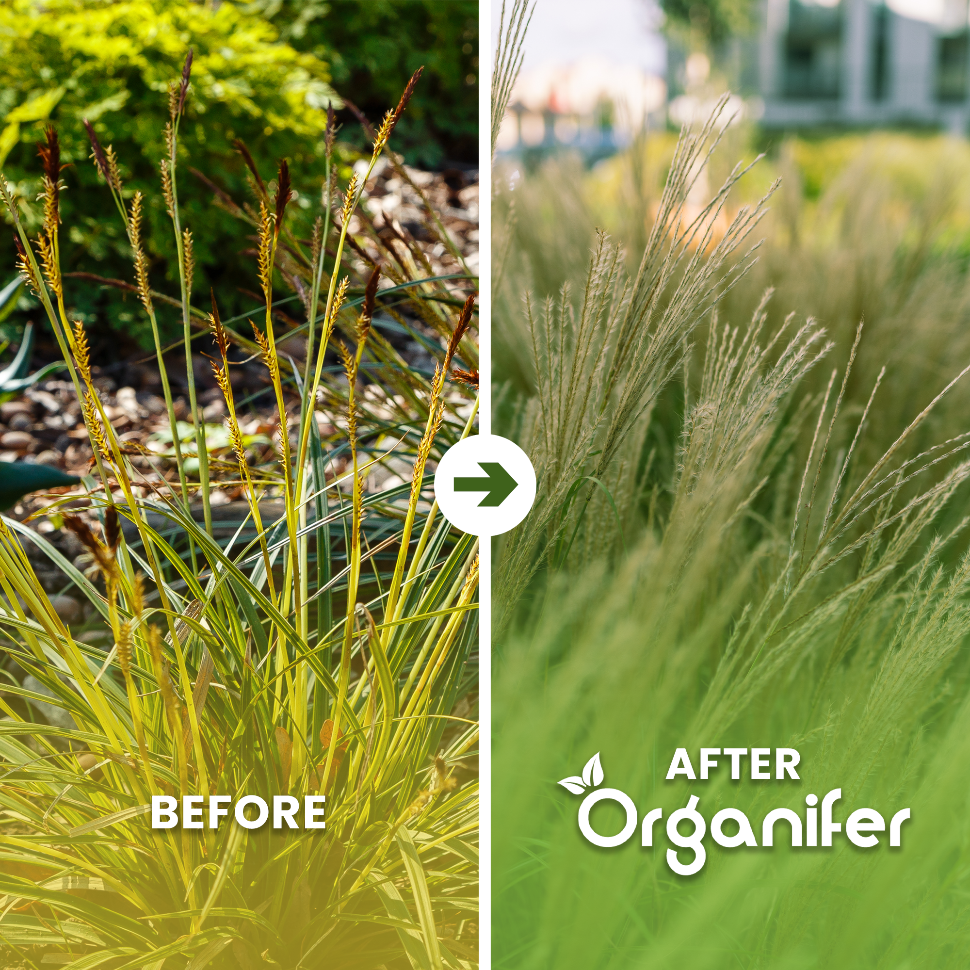organifer-ornamental-grass-liquid-fertiliser-before-after