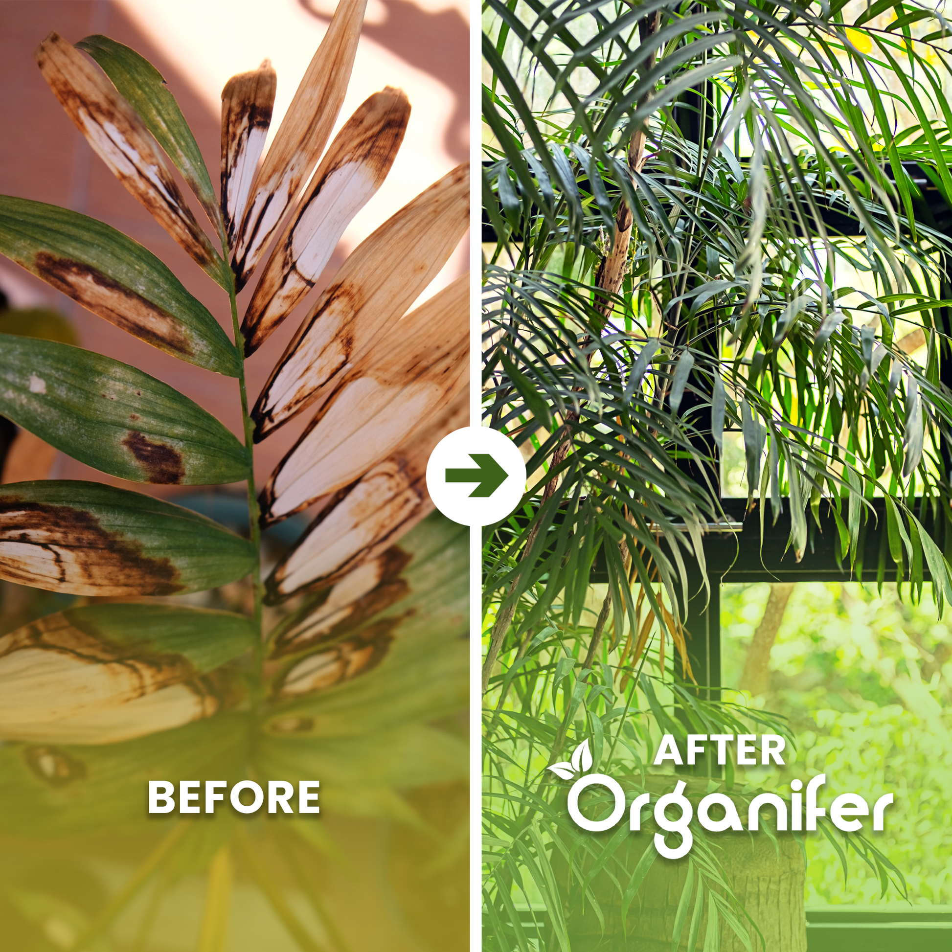 organifer-palm-liquid-fertiliser-before-after