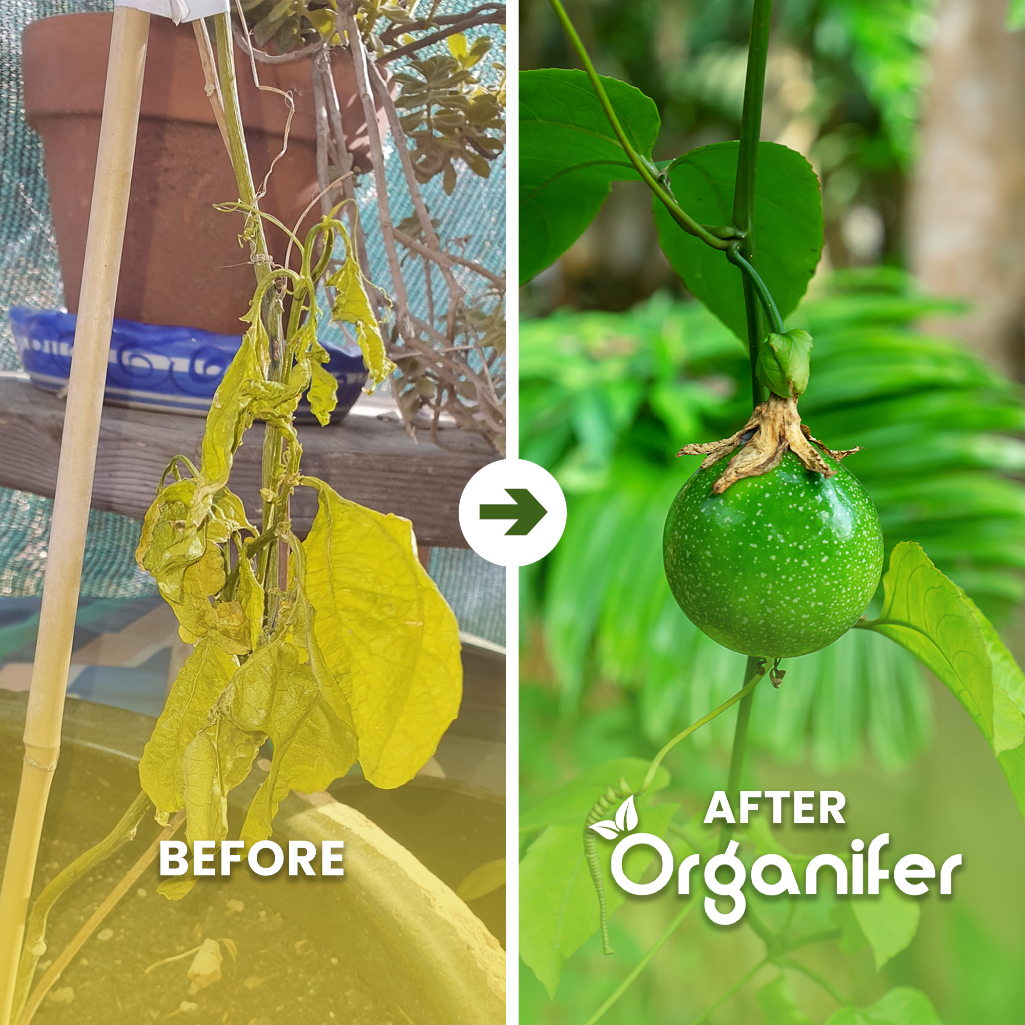 organifer-passion-fruit-liquid-fertiliser-before_after