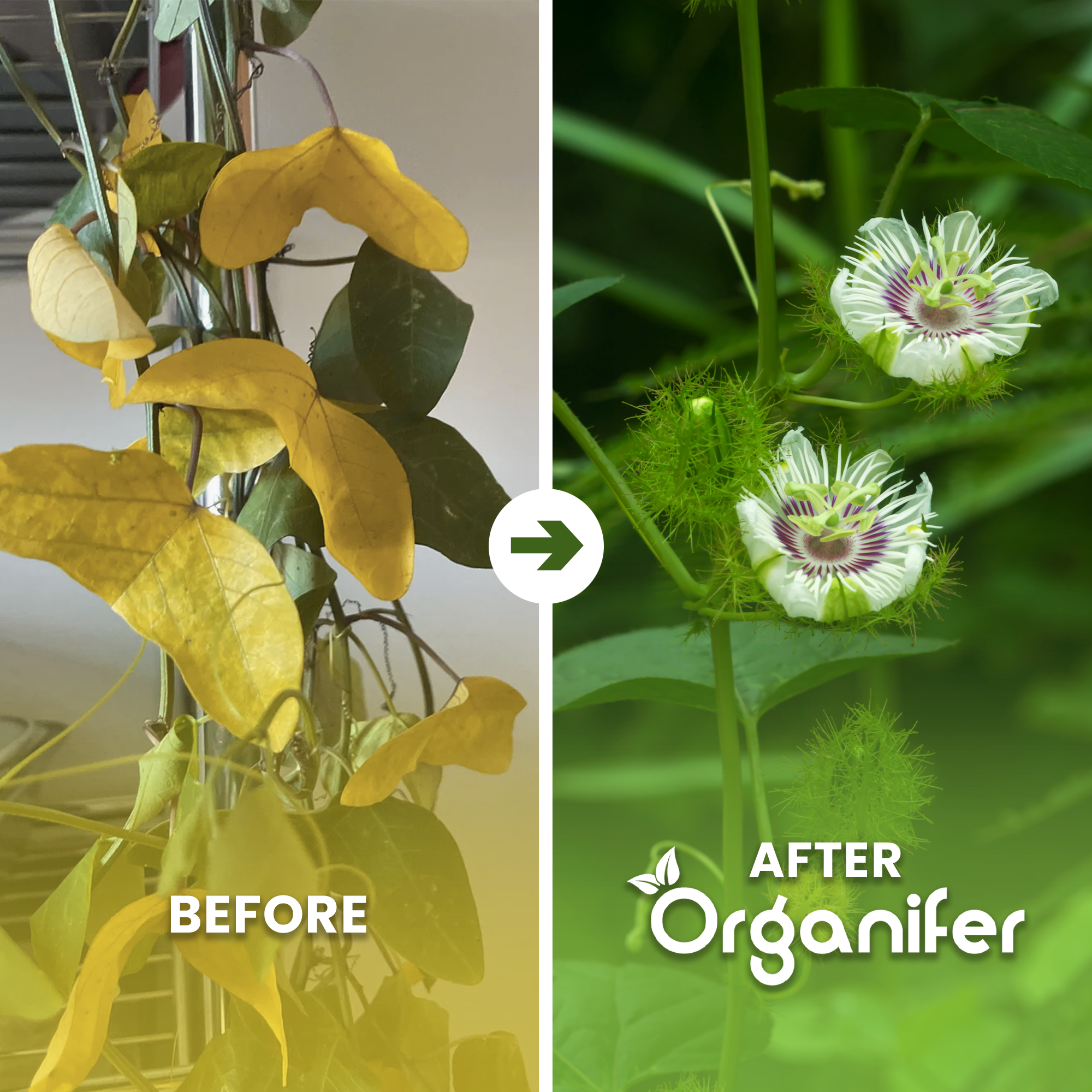 organifer-passionflower_before_after