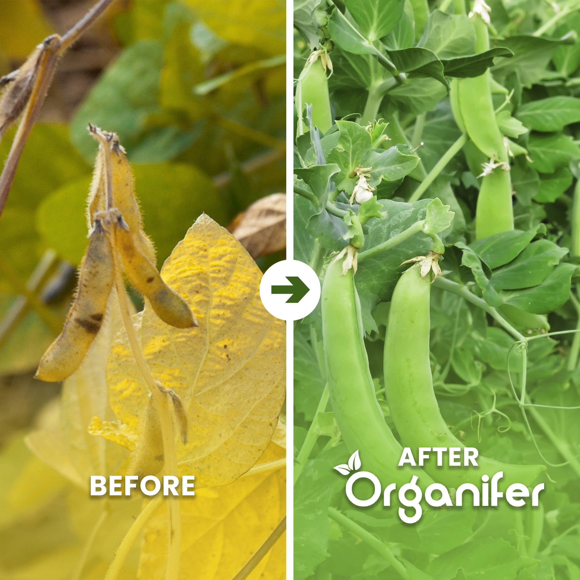 organifer-pea-liquid-fertiliser-before_after