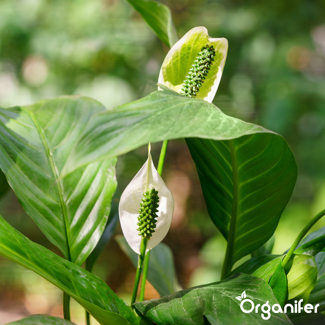 organifer-peace-lily-liquid-fertiliser
