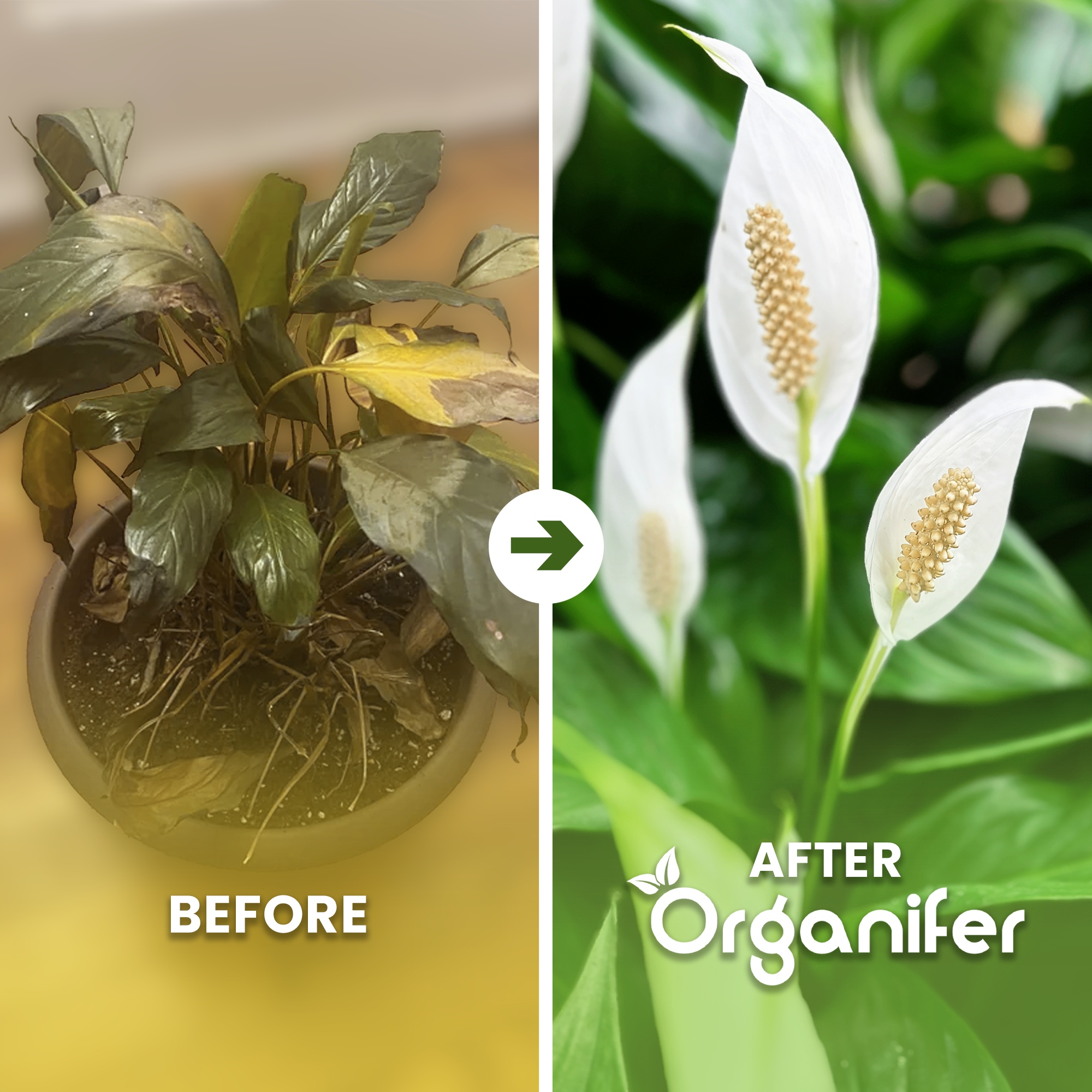organifer-peace-lily-liquid-fertiliser