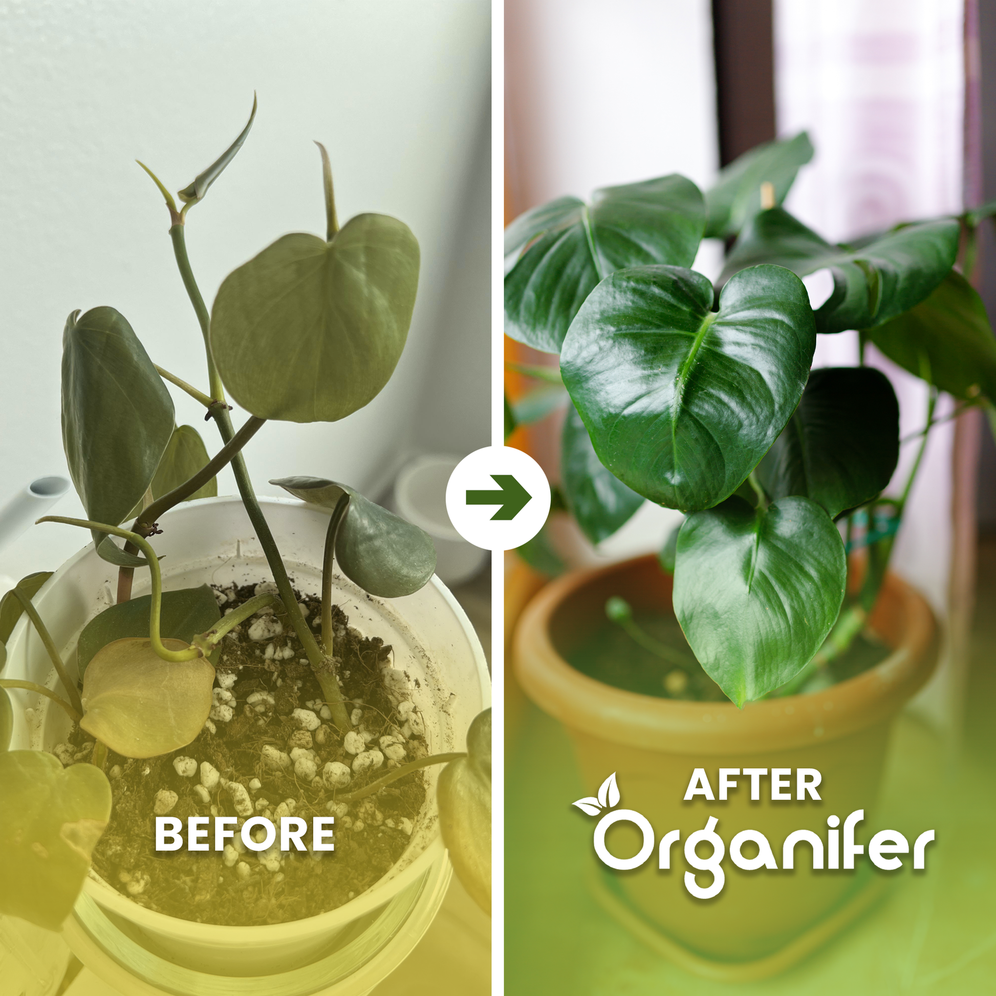 organifer-philodendron-liquid-fertiliser-before_after