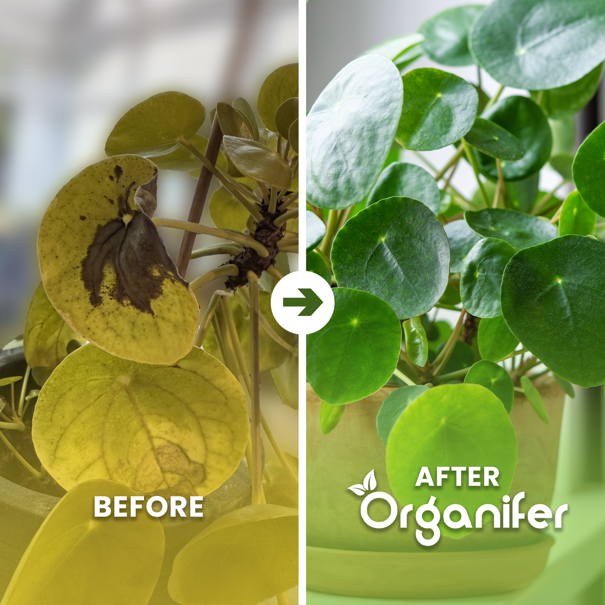 organifer-pilea_before_after_english