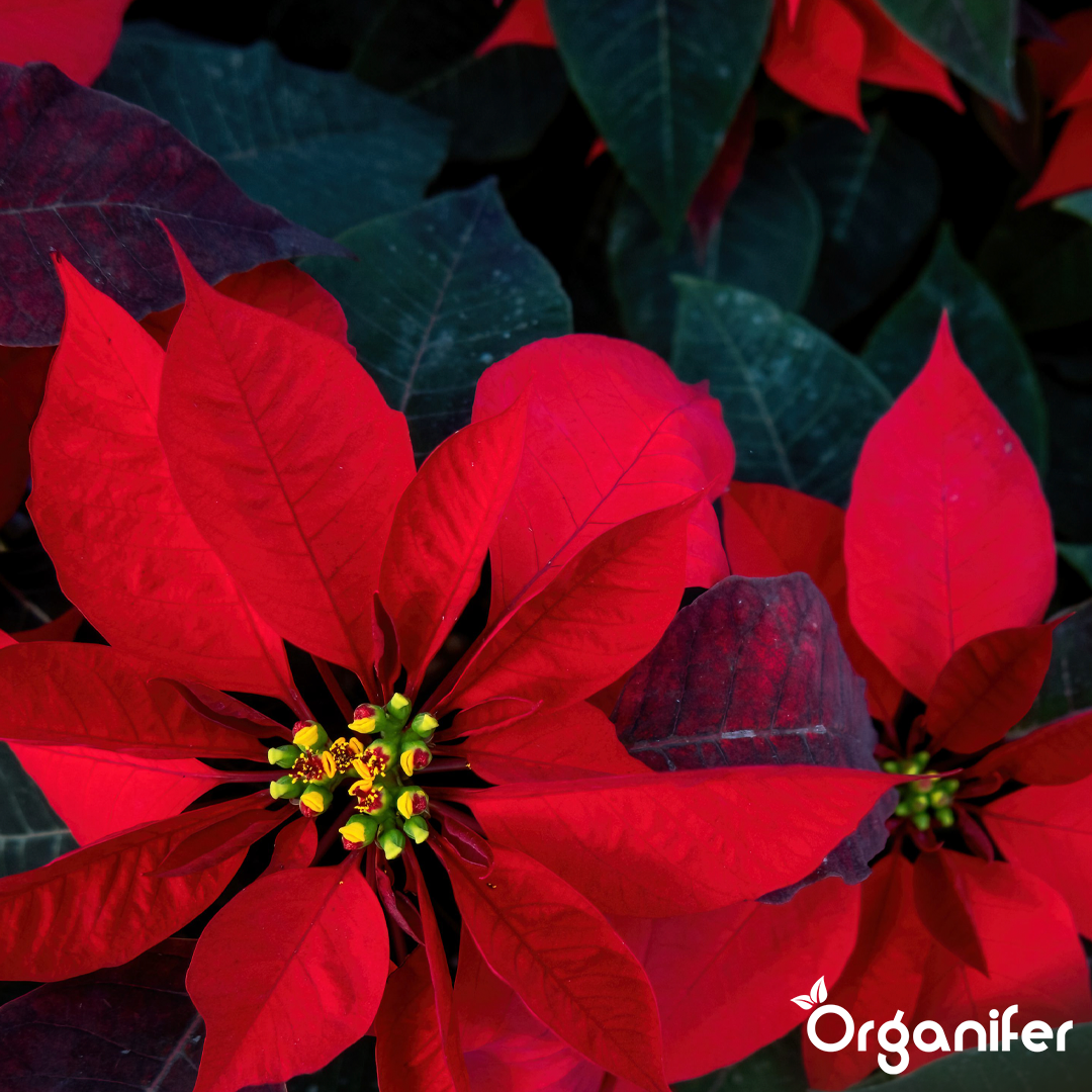 poinsettia-liquid-fertiliser-1