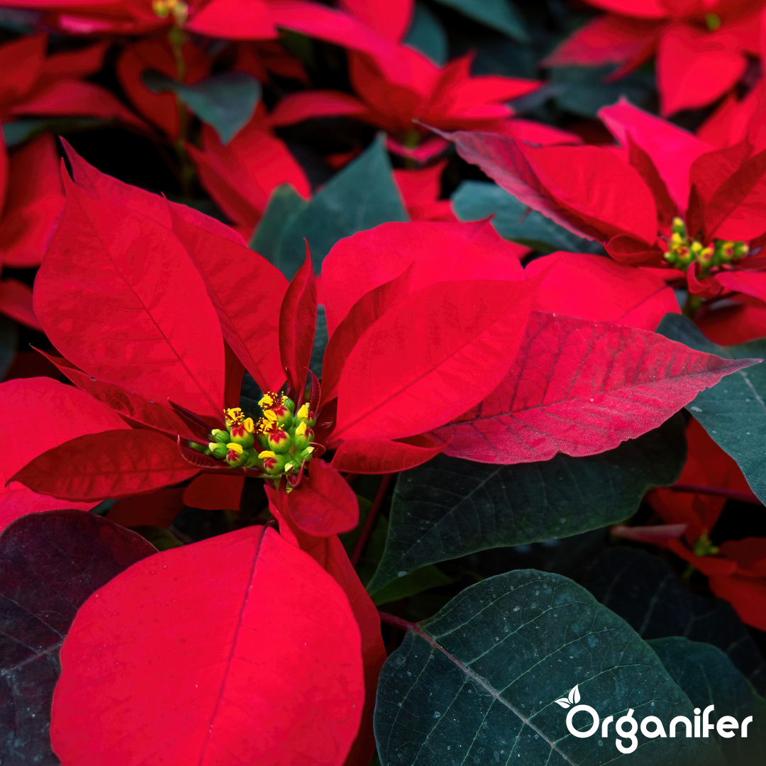 organifer-poinsettia-liquid-fertiliser-2