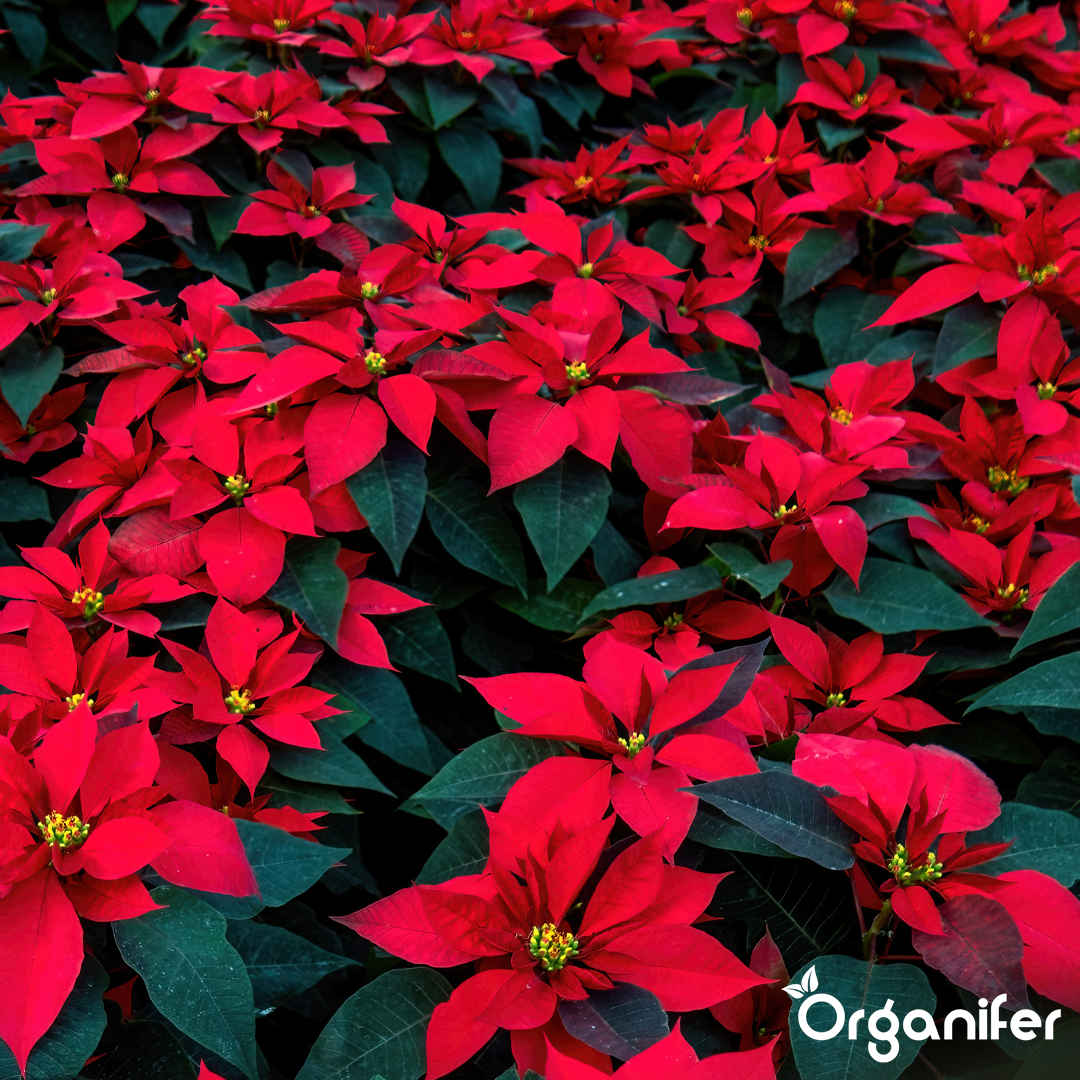 organifer-poinsettia-liquid-fertiliser-5