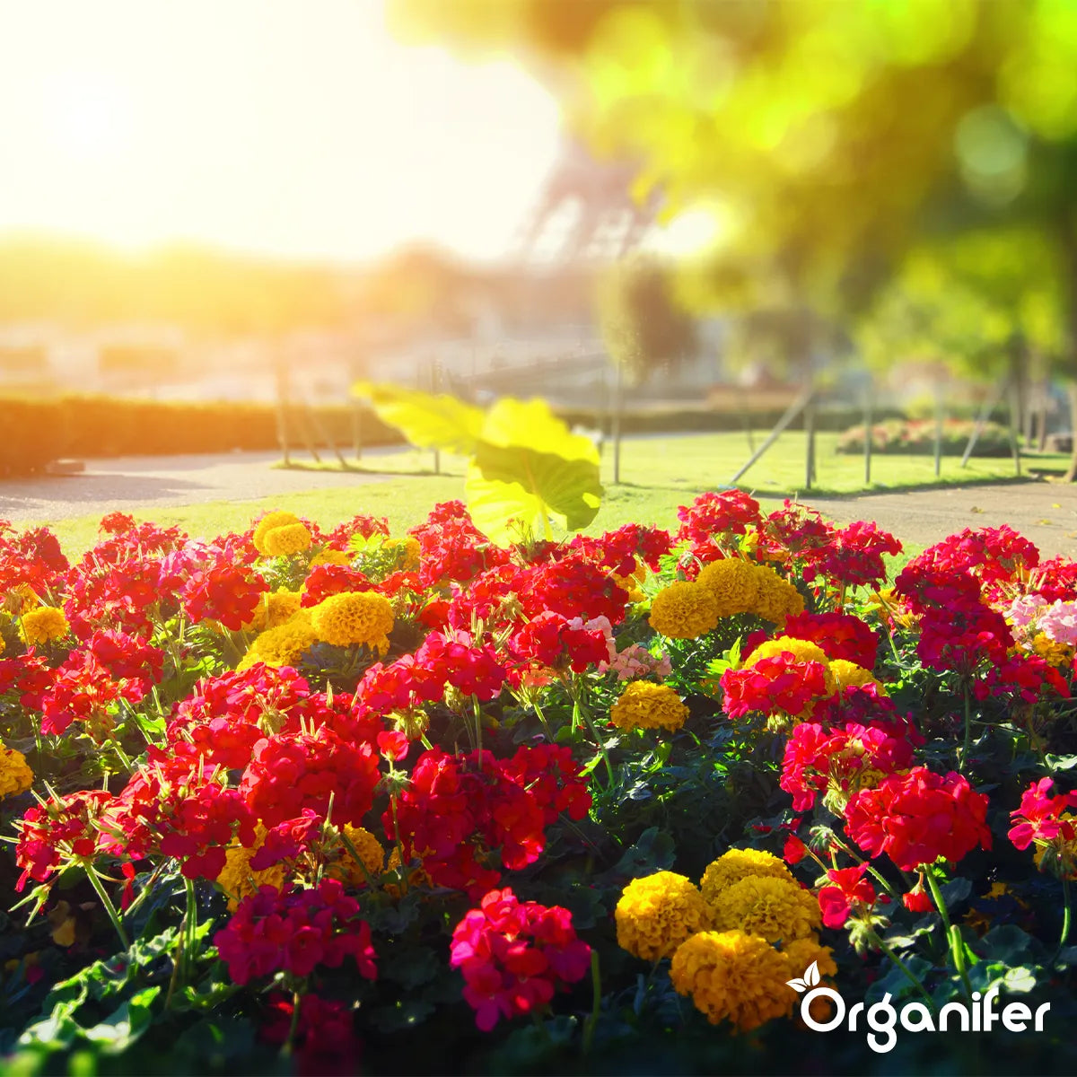 gunoi de grajd granule gradina parc organifer