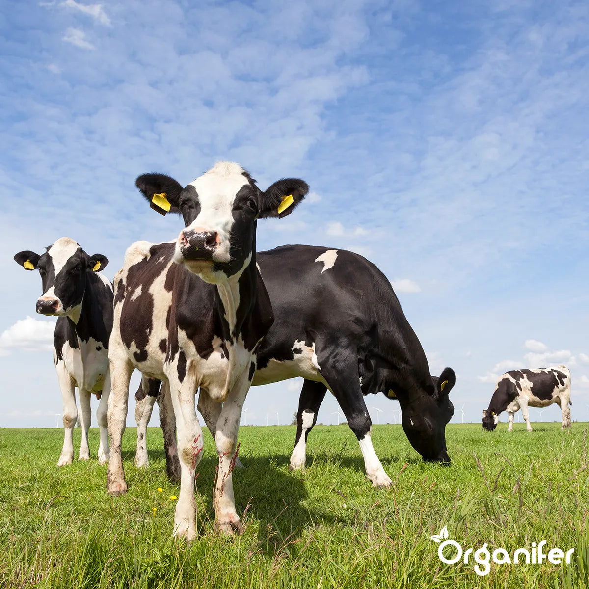 koemestkorrels uit Nederland