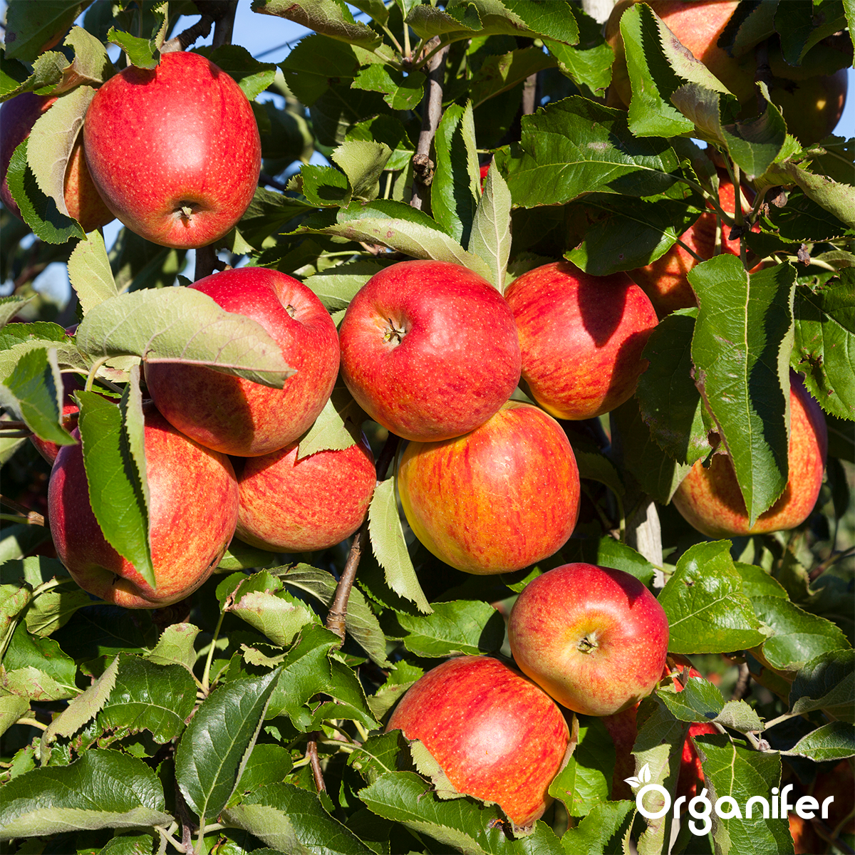 Koemestkorrels 3in1 (bigbag 500 kg - Voor 5000 m2)