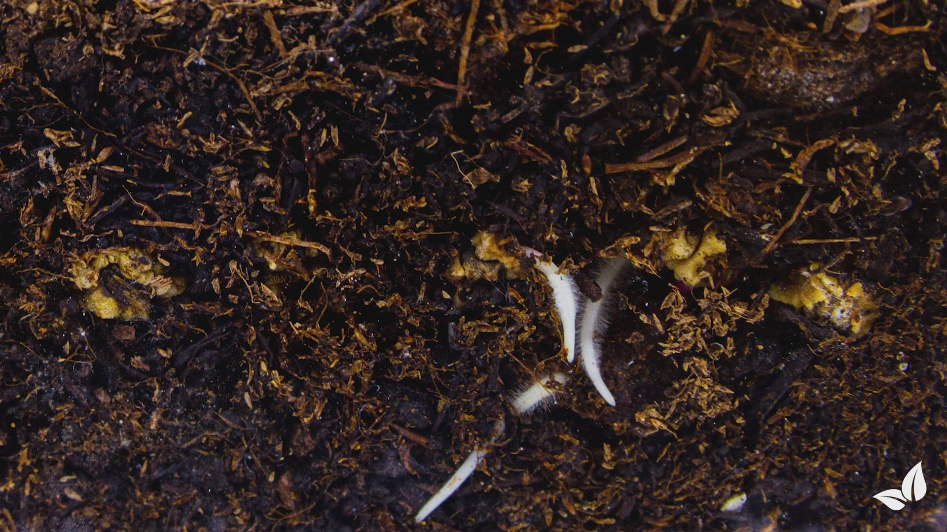 Încărcați clipul video: organifer-cover-crop-mix-10-varieties1