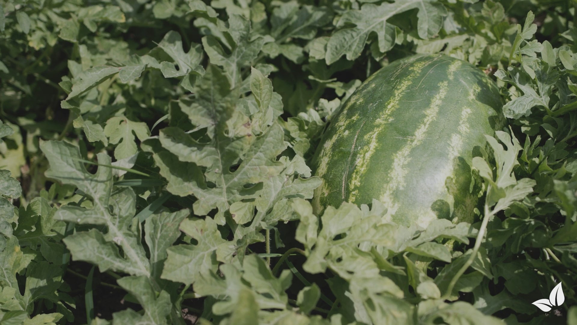 Učitaj videozapis: organifer-watermelon-liquid-fertiliser