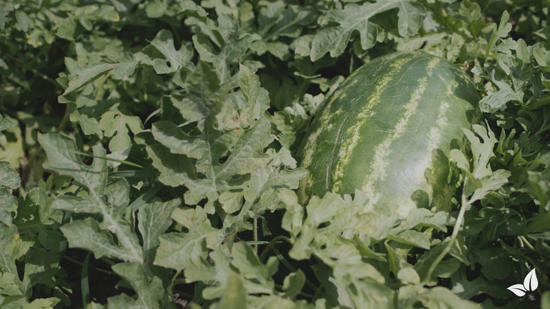 organifer-watermelon-liquid-fertiliser