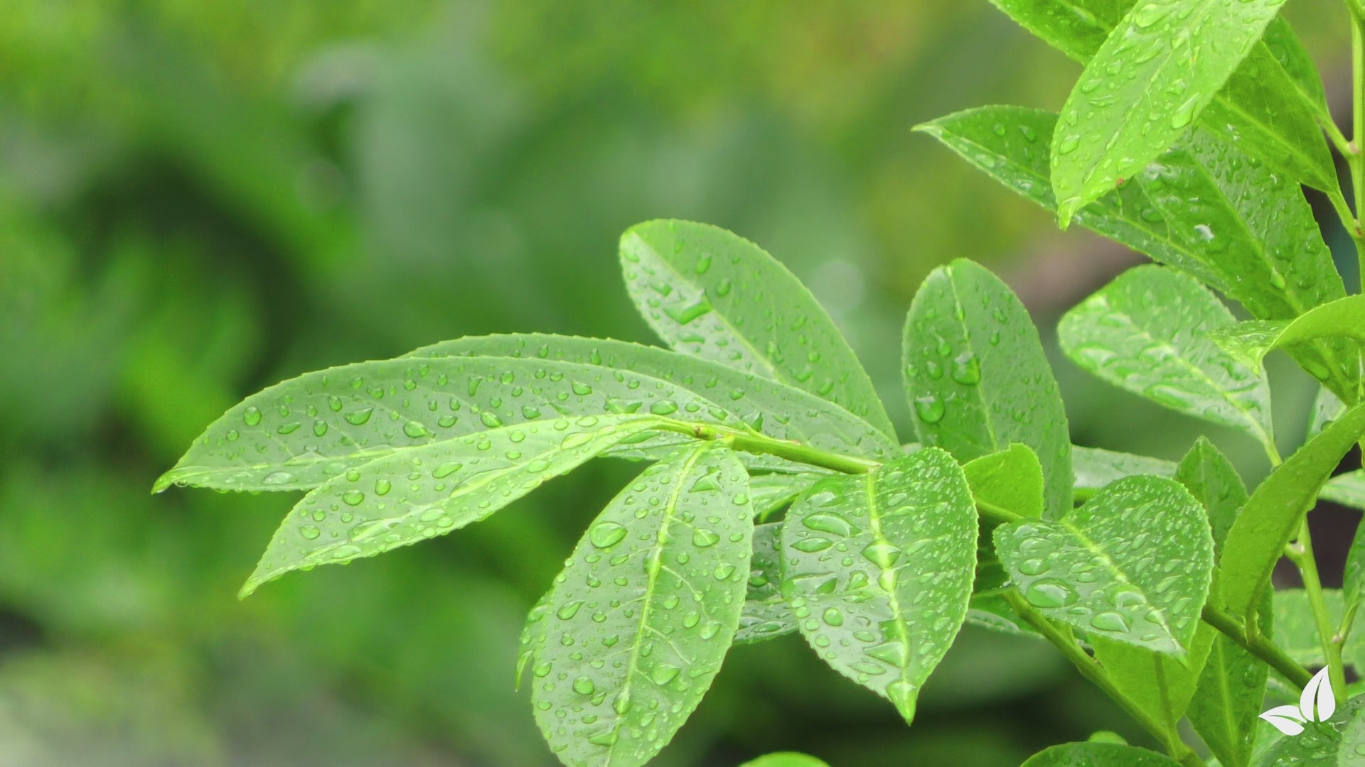Videó betöltése: organifer_frassor-leaf_vital