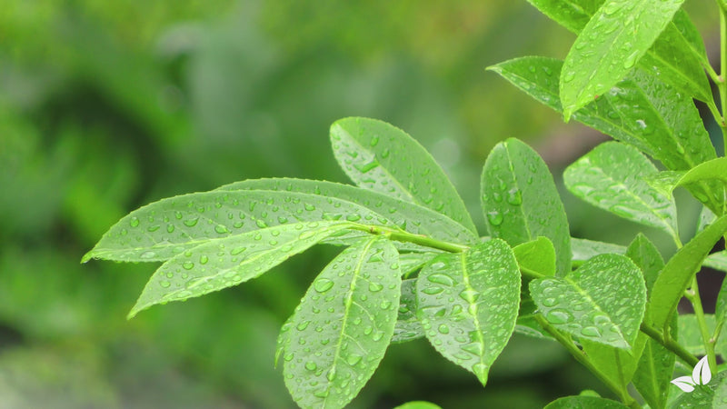 organifer_frassor-leaf_vital