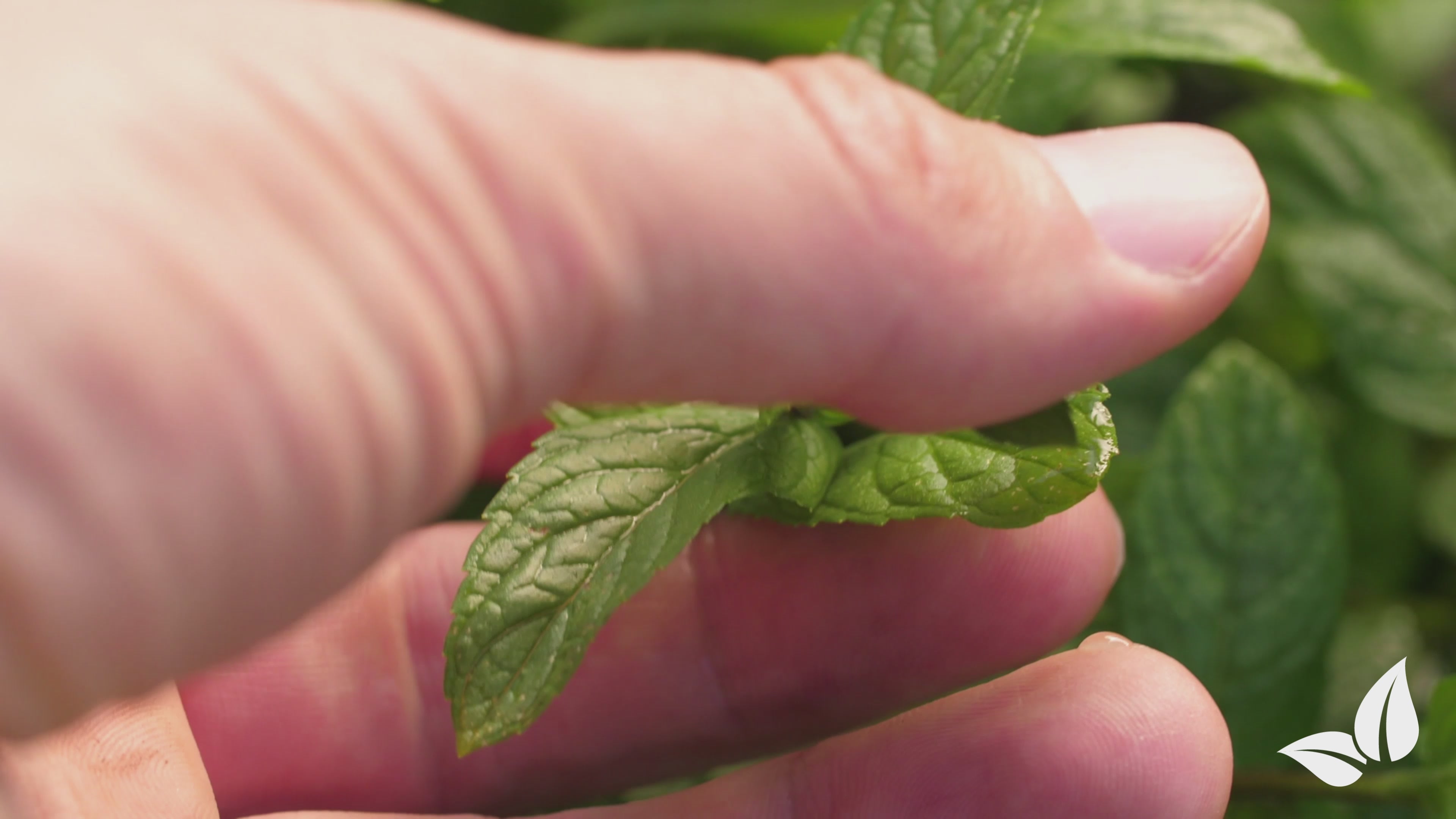 Carregar vídeo: organifer-universal-liquid-fertiliser
