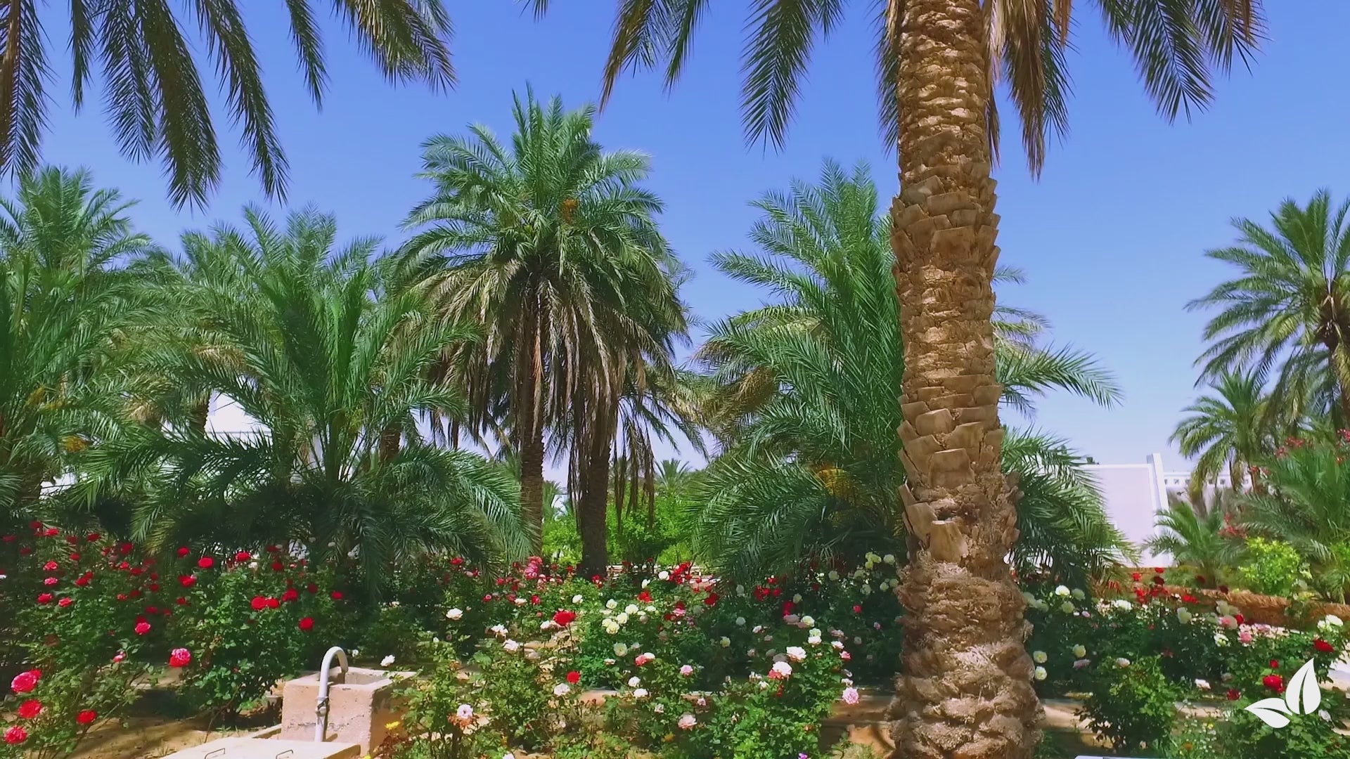 Lataa video: organifer-palm-liquid-fertiliser