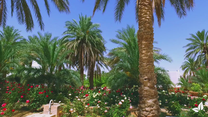 organifer-palm-liquid-fertiliser