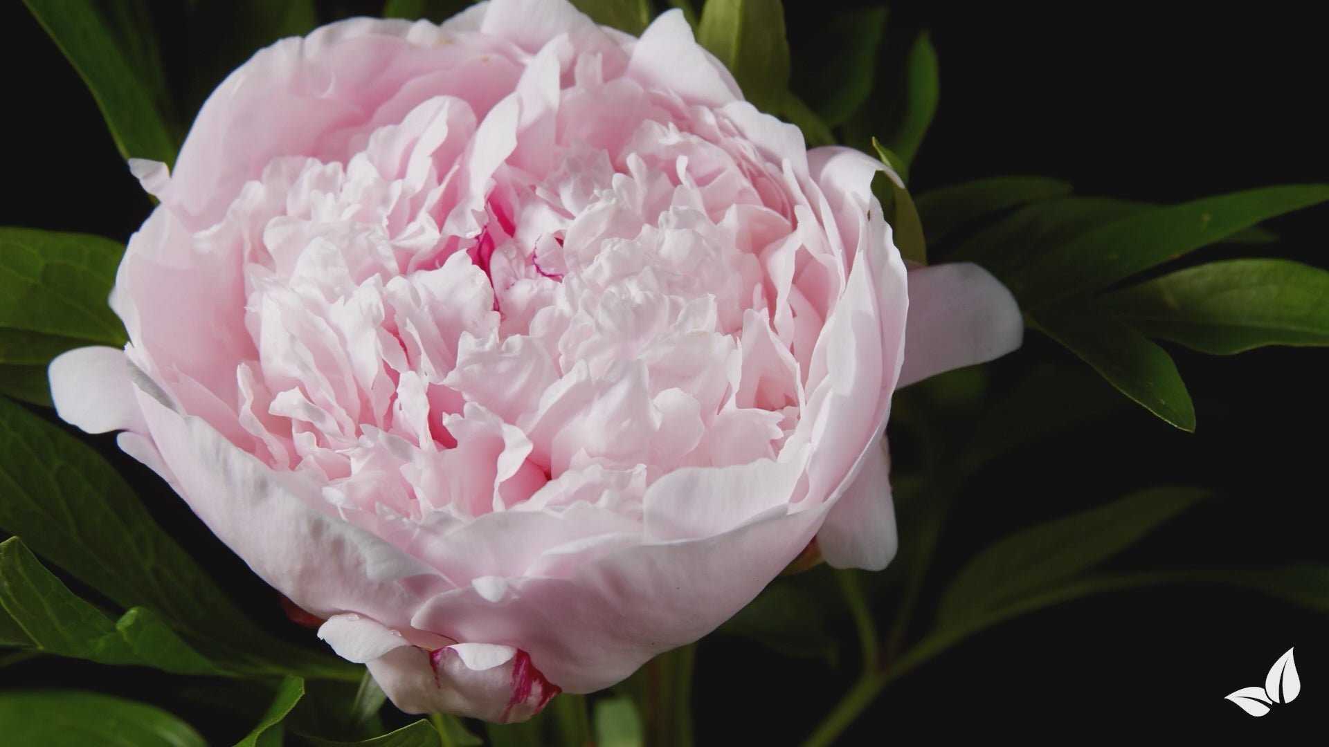 Carica il video: organifer-peony-liquid-fertiliser