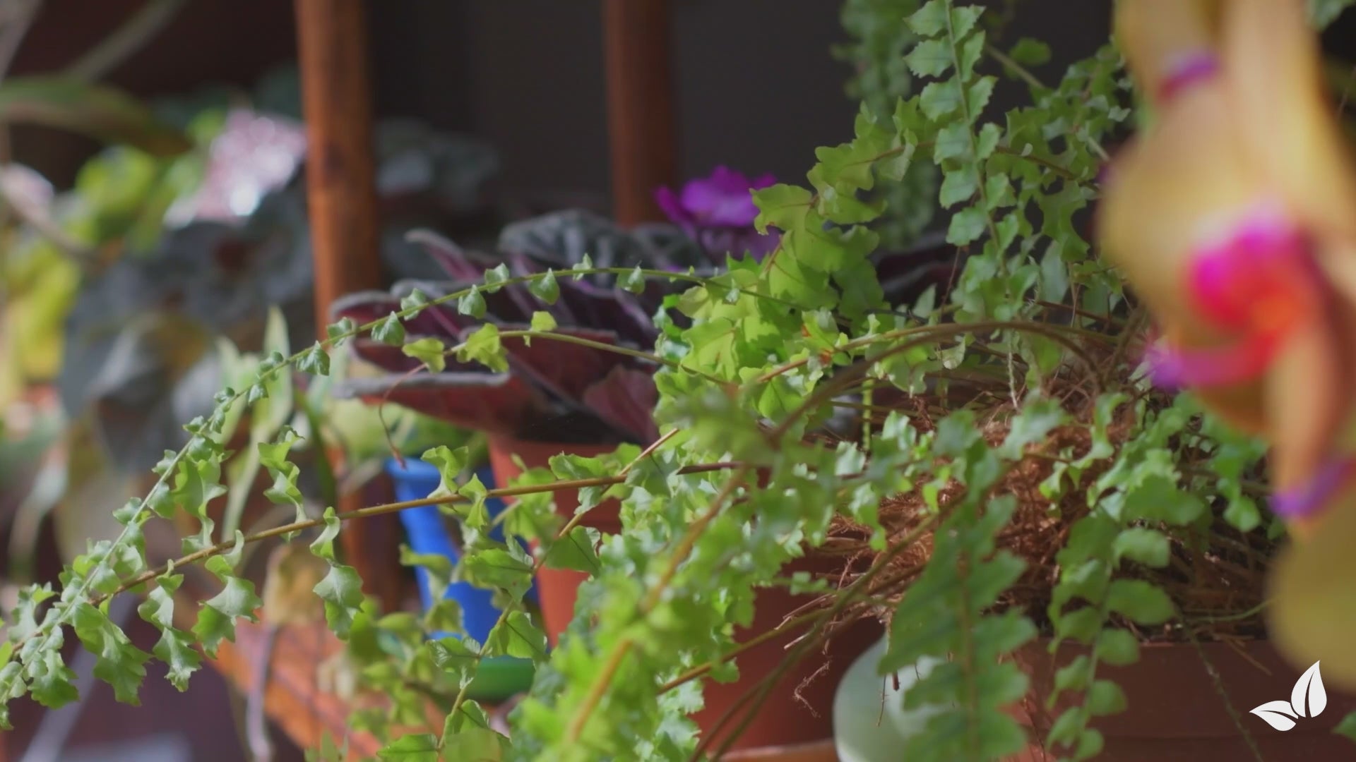 Φόρτωση βίντεο: υγρό λίπασμα για δέντρο του χρήματος - Σετ 5x1 λίτρο