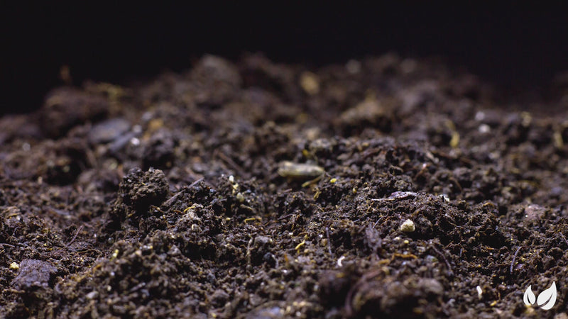 organifer_frassor_soil_vital_concentrate